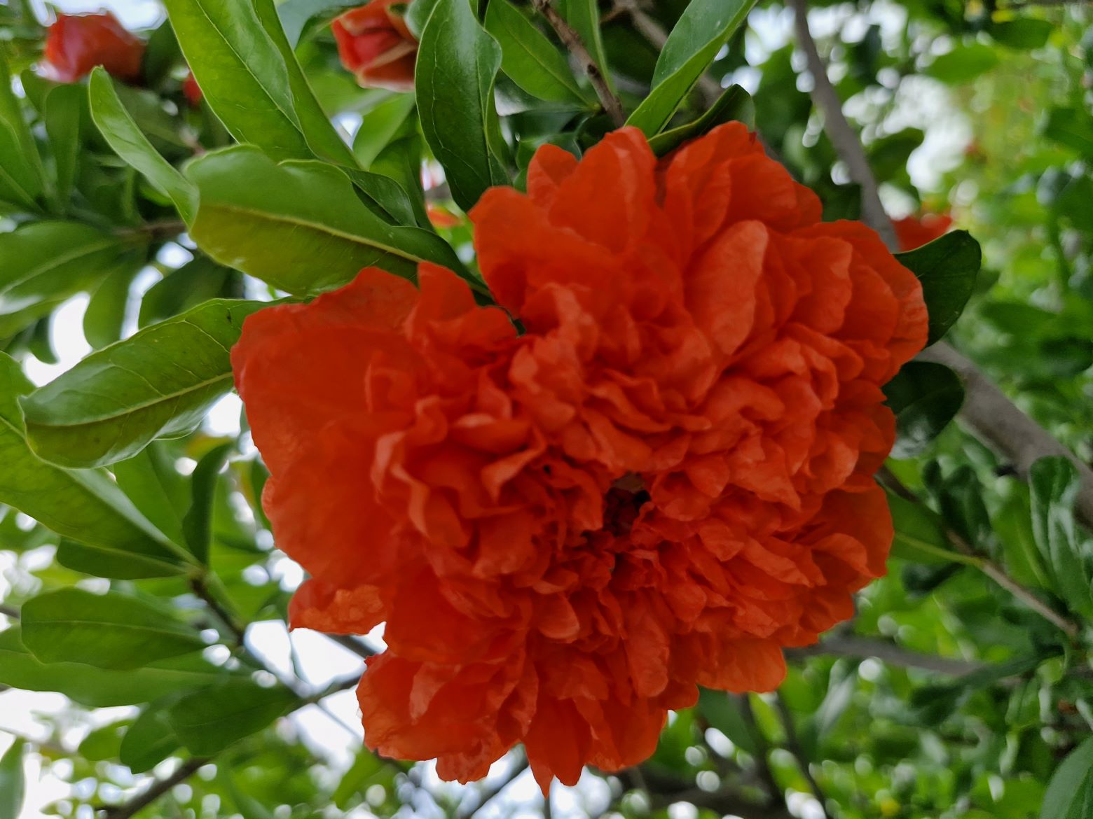 گلنار فارسیgulnar farsi